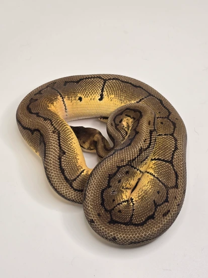Pinstripe Het Desert Ghost Het Pied Ball Python by Infinity Balls