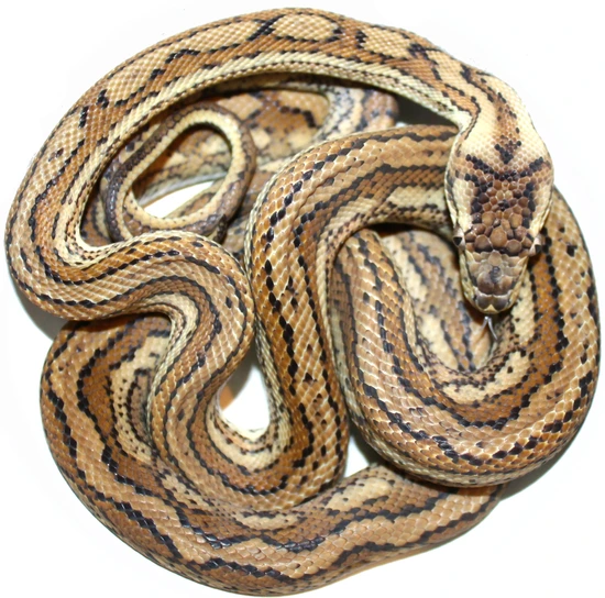 True Hypo Tiger Coastal Coastal Carpet Python by Inland Reptile