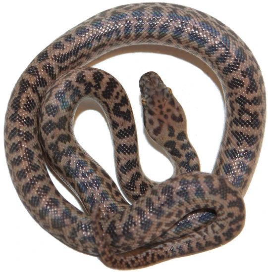 Spotted Python Male (66% Het Granite) by Inland Reptile
