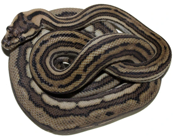 Male Tiger 100% Het Axanthic Coastal Coastal Carpet Python by Inland ...