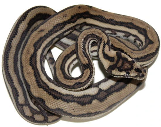 Male Tiger 100% Het Axanthic Coastal Coastal Carpet Python by Inland ...