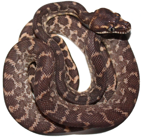 Saw Scaled Python Male Rough Scaled Python Rough-Scaled Python by Inland Reptile
