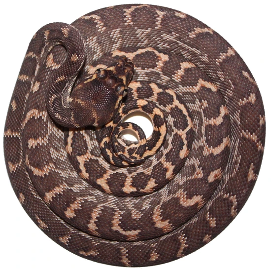 Female Rough Scaled Python Rough-Scaled Python by Inland Reptile