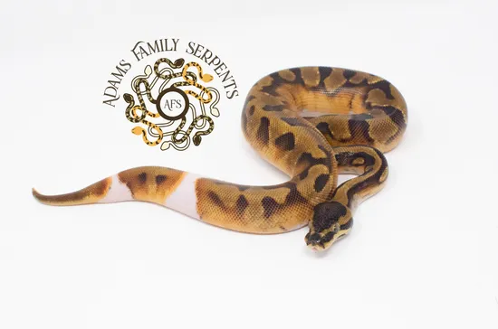 Enchi Pied Ball Python by Adams Family Serpents