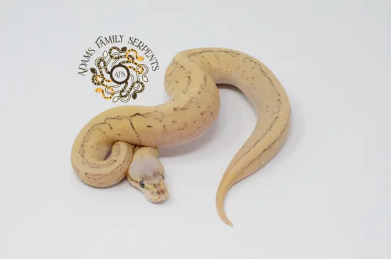 Dragonfly OD Ball Python by Adams Family Serpents