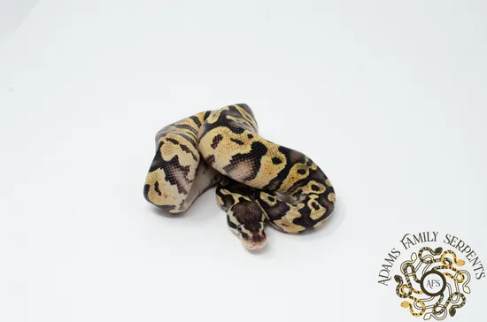 Pastel Gravel Male Guaranteed Ball Python by Adams Family Serpents