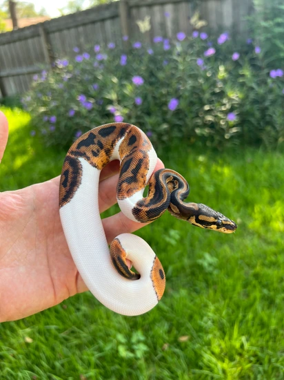 Leopard Pied Ball Python by Adams Family Serpents