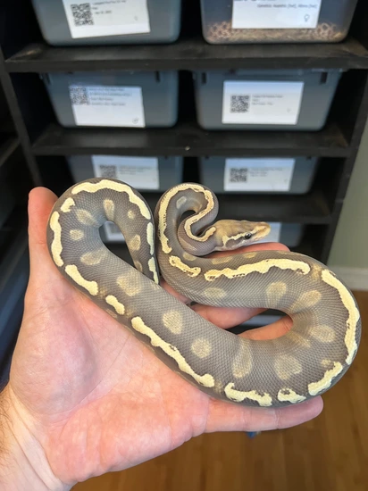 Pastel GHI Mojave Hypo Ball Python by Adams Family Serpents
