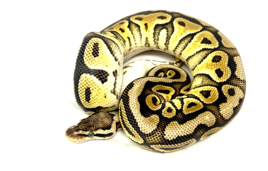 Pastel Cypress Yellowbelly Het Clown Ball Python by Adams Family Serpents