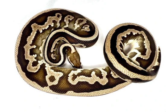 Fire Leopard Het Pied Proven Male - Free Shipping Ball Python by Adams ...