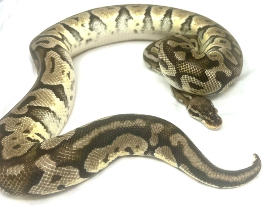 Super Pastel Ball Python by Adams Family Serpents