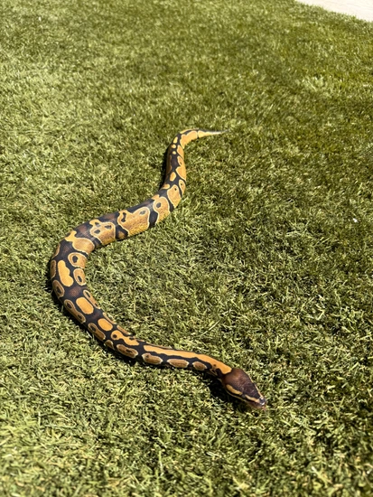 Normal / Wild Type Female Ball Python by MMM Interstate Exotics