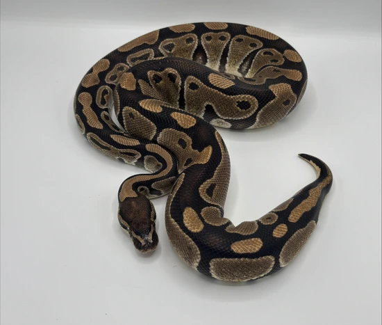 python regius 'ball python' normal 1 years ball... Normal Ball Python by PawPaw's Ball Python's