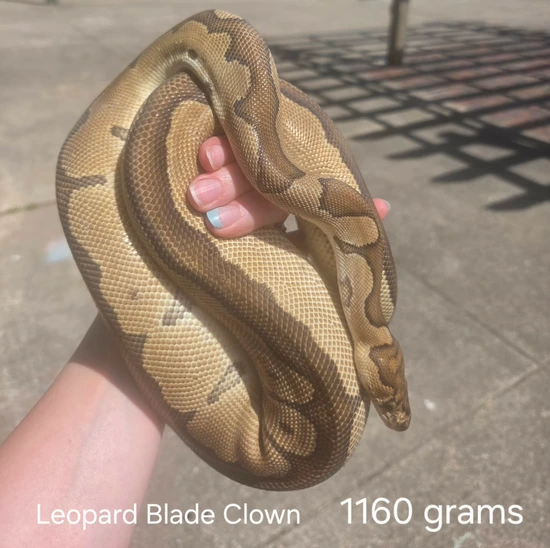 Leopard Blade Clown Ball Python by Iron Mountain Exotics LLC