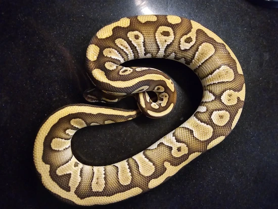 Acid Butter Het Clown Ball Python by IrresistiBall Pythons and Rattery
