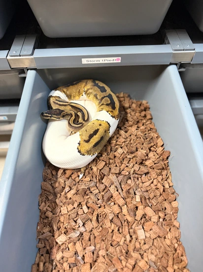 Curated visual reference: Fresh Look at Pied Ball Python By Majestic Morphs
