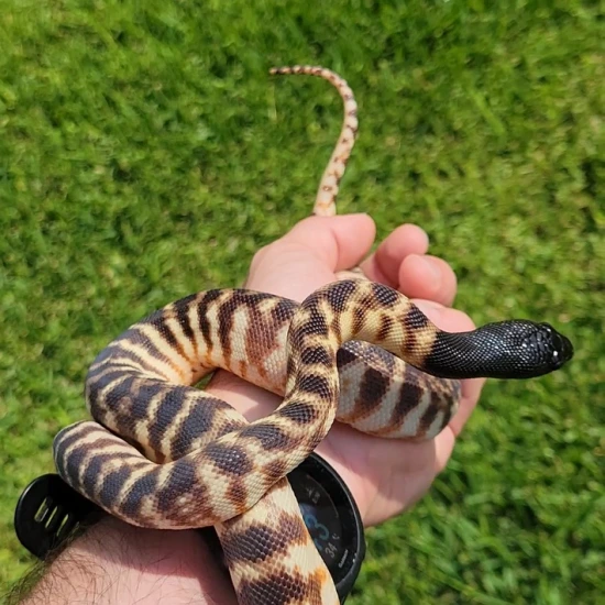 100% Het Axanthic Black Headed Python Black-Headed Python by Island ...