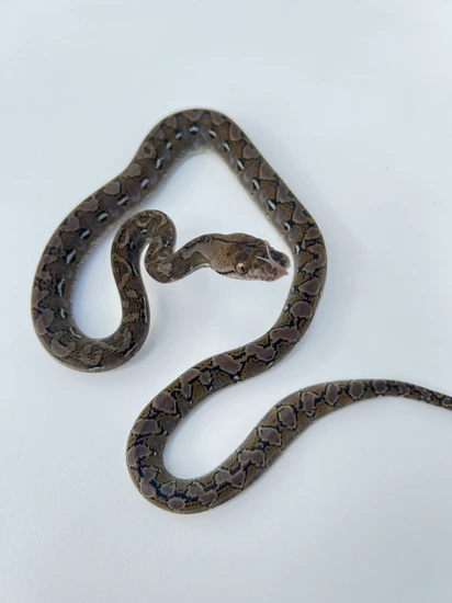 Het Anery 65.625% Kalatoa / 12.5% Jampea Reticulated Python by Island ...