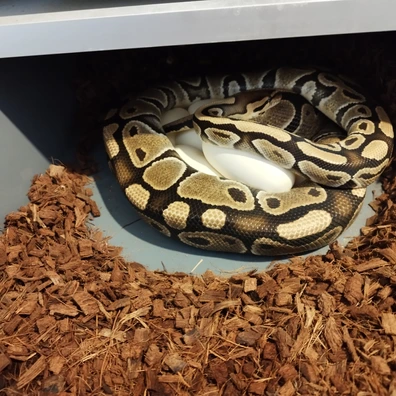 Female Double Het Genetic Stripe Clown Ball Python - female for sale from Island Pythons