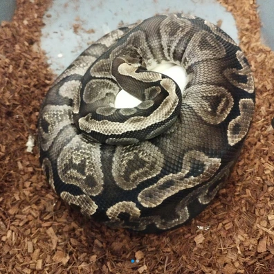 GHI Yellow Belly Het Clown And Hypo Ball Python - female for sale from Island Pythons