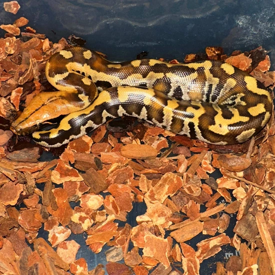 Bangka Island Blood Pair Blood Python by Isopod Source