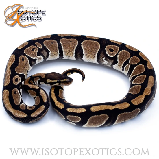 Scrambler 66% Het Holy Grail Ball Python by Isotope Xotics