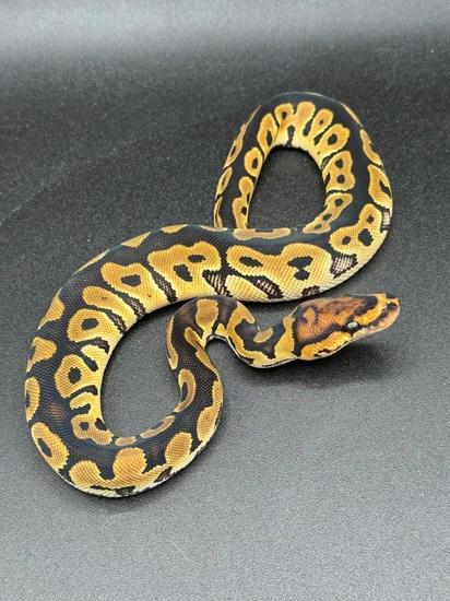 Clown Ball Python by Rock’N Royals