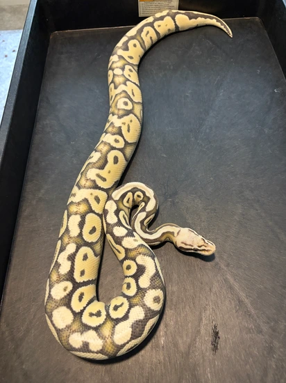 Super Pastel Desert Ghost Pos Het Cryptic *Proven Breeder* Ball Python ...