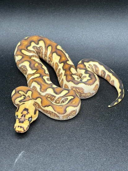 Pompeii Python Chocolate Pompeii Clown Ball Python by Rock’N Royals