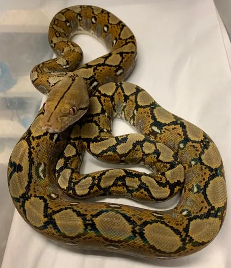 Normal Reticulated Python by In Your Face Exotix