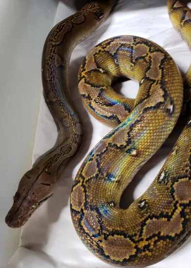 Dwarf Selayer Sunfire Marble Reticulated Python by In Your Face Exotix