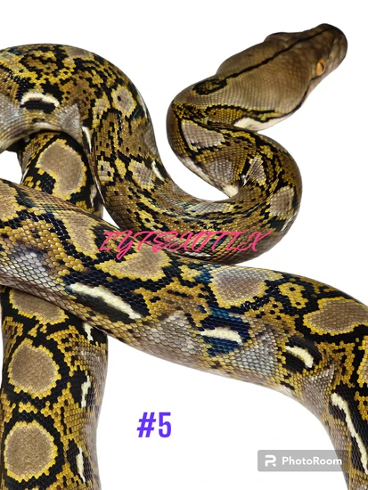 Normal Het Hypo Reticulated Python by In Your Face Exotix