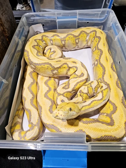 Purple Sunfire Het Pied Reticulated Python by In Your Face Exotix