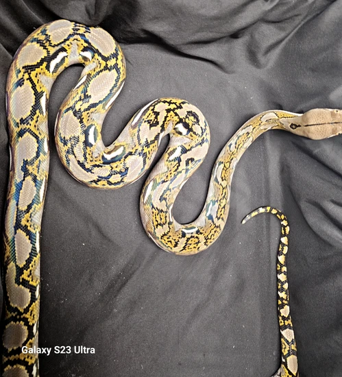 Normal Het Hypo Reticulated Python by In Your Face Exotix