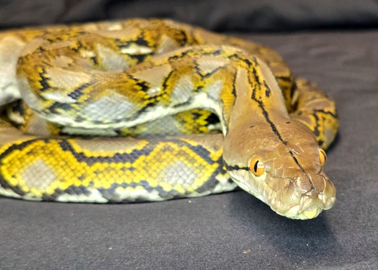 50% Ternate Het Albino Reticulated Python by In Your Face Exotix