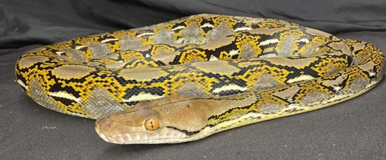 Double Het Blue Hypo/Indo Reticulated Python by In Your Face Exotix