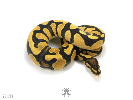 Super OD DH Cryptic DG Ball Python by J-Royals Reptiles