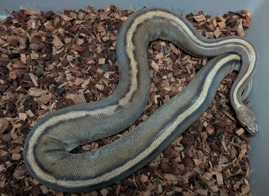 Genetic Stripe Scaless Head (Infertile) Ball Python by Husband's ...