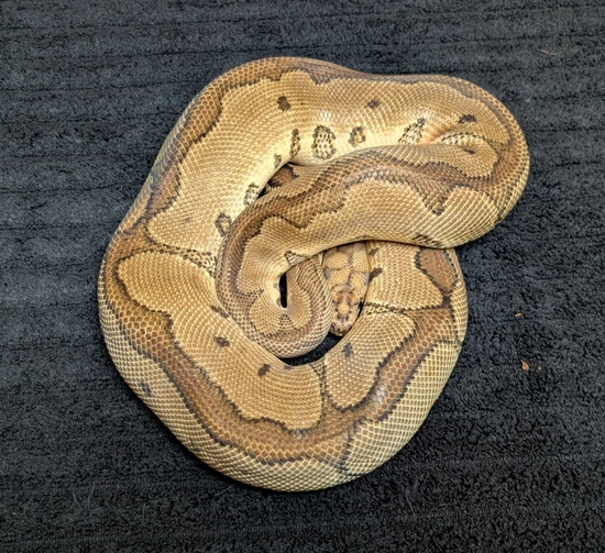 Red Stripe Clown Yellow Belly Ball Python by Husband's Growing Headache