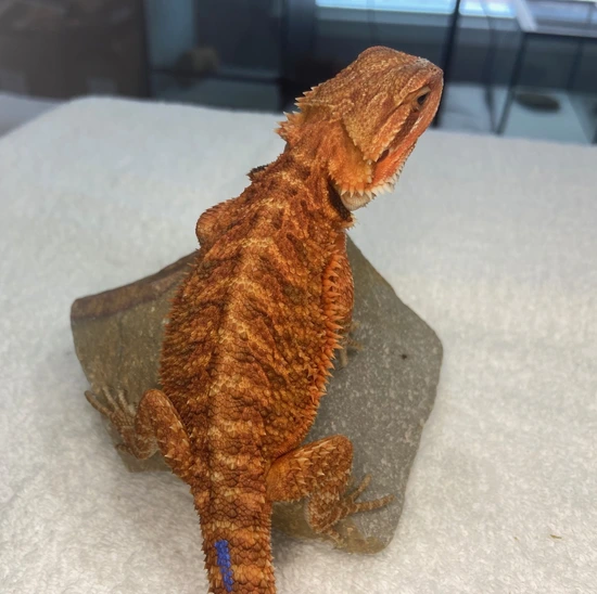 50% Red Monster, Translucent Central Bearded Dragon by G-Paw's Beardies