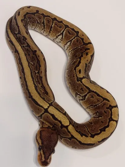 Hydra Pinstripe YB Ball Python by Pretty Penny Pythons