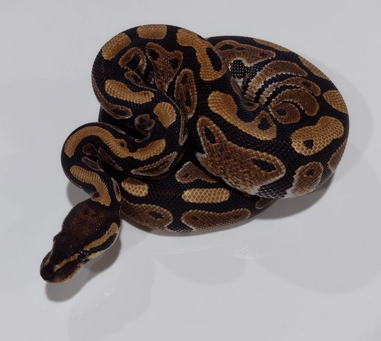 Hydra Ball Python by Pretty Penny Pythons
