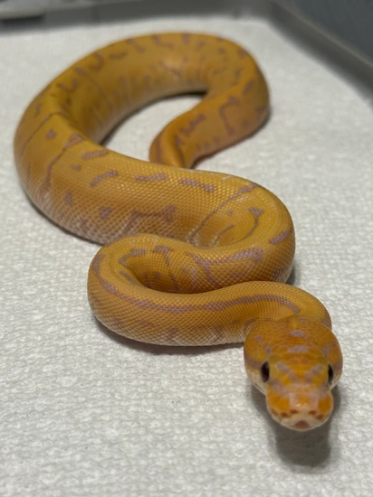 Banana Leopard Fire Python Banana Leopard Pinstripe (Fire) Ball Python by J.A.B. Reptiles