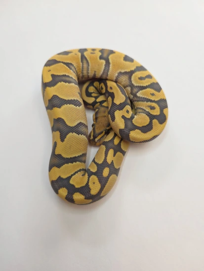 Hypo DG DH Sunset Clown Ball Python by Performance Pythons LLC