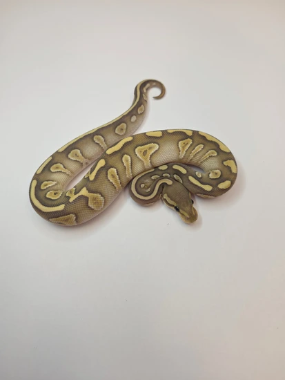 Butter Chocolate Hypo H. Puzzle Ball Python by Performance Pythons LLC