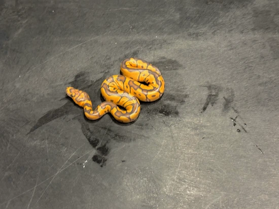 Nr Mandarin Hypo Clown 50% Het Pied!!! Ball Python by Tennessee Balls