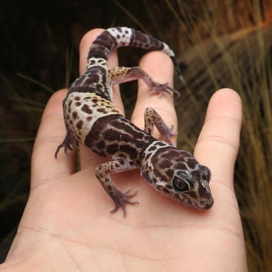 Gecko Indiana West Indian Leopard Gecko (E. Fuscus) by Gekkotaculture