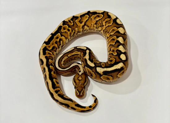 Pompeii Python *POMPEII HET* Pos Fire 100% Het Clown 50% Het Ultramel Ball Python by ...