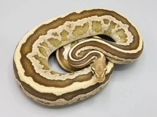 Leopard Mojave Arroyo Fire Ball Python by Milbradt & Caponetto Pythons