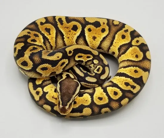 Gravel Het Daddy Ball Python by Milbradt & Caponetto Pythons
